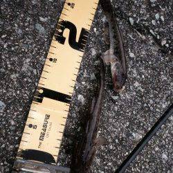 武庫川河口で投げ釣り、飽きない程度にハゼがきました