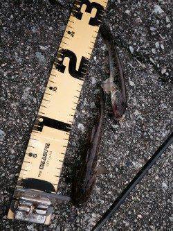 武庫川河口で投げ釣り、飽きない程度にハゼがきました