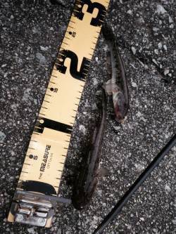 武庫川河口で投げ釣り、飽きない程度にハゼが…