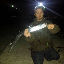 アコウ狙いと太刀魚納め、アコウはアタリ多数