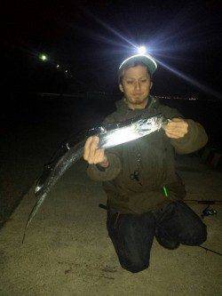 アコウ狙いと太刀魚納め、アコウはアタリ多数