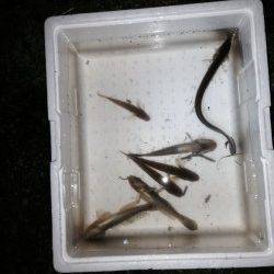 武庫川であなごが釣れるかを検証！