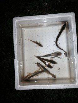 武庫川であなごが釣れるかを検証！