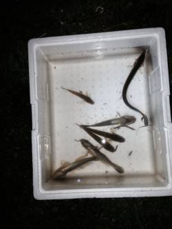 武庫川であなごが釣れるかを検証！