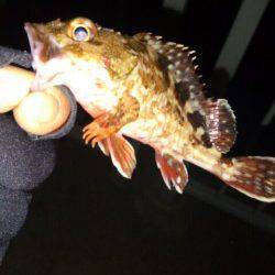 大蔵海岸でメバリング、残念ながらガシラのみ