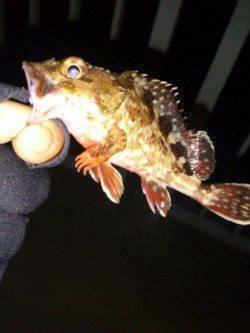 大蔵海岸でメバリング、残念ながらガシラのみ