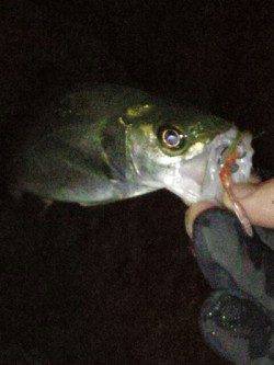 高砂港　釣り納めのメバリング釣行もチーバスがヒット