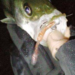 高砂港　釣り納めのメバリング釣行もチーバスがヒット