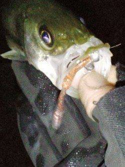 高砂港　釣り納めのメバリング釣行もチーバスがヒット