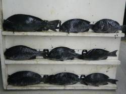 すさみ地磯でカゴ釣り　良く釣れて大忙し！