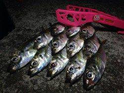 大阪南港 時合いが短い中でのアジング釣行