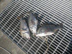 南港海釣り公園　チヌの他ウルメイワシの回遊もあり