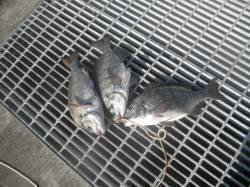 南港海釣り公園　チヌの他ウルメイワシの回遊…