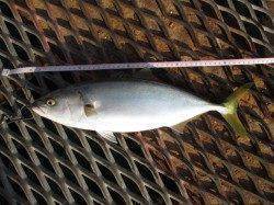 尼崎市魚つり公園、チヌ・セイゴ狙いなら小粒のエビが吉