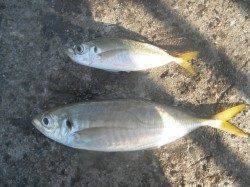釣り日和です。南港海釣り公園でアジ釣り!