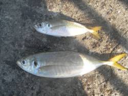 釣り日和です。南港海釣り公園でアジ釣り！