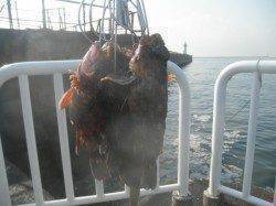 釣り日和です。南港海釣り公園でアジ釣り!