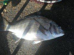 【3日】南港海釣り公園でアジ・ガシラ・チヌ