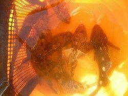 【3日】南港海釣り公園でアジ・ガシラ・チヌ