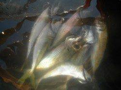 アジ全体で300匹！他ガシラ釣果　南港海釣り公園