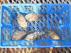 尼崎市魚つり公園でウキ釣り、チヌ3枚にセイゴ6匹