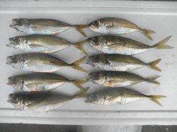 アジ良型も出ています!他ガシラ、ベラ 南港海釣り公園