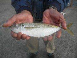 アジ良型も出ています!他ガシラ、ベラ 南港海釣り公園