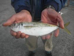 アジ良型も出ています！他ガシラ、ベラ　南港…