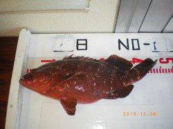 姫路市立遊漁センター　投げ釣りでカレイ37cm　探り釣りでアコウ、ガシラなど