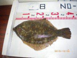 姫路市立遊漁センター　投げ釣りでカレイ37cm　探り釣りでアコウ、ガシラなど