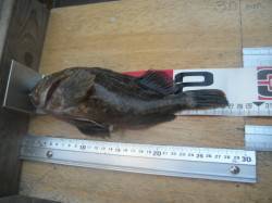 南港海釣り公園はガシラ中心の釣果