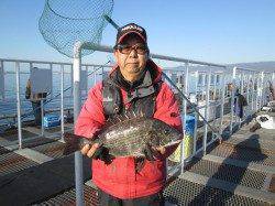 尼崎市魚つり公園　のませ釣りでブリ＆スズキ！　チヌやセイゴの釣果も