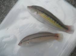 【9日】南港海釣り公園釣果、アジ・ガシラ・…