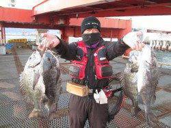 尼崎市魚つり公園、連日のブリ祭り♪