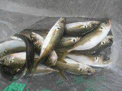 南港海釣り公園でアジ・チヌ・ガシラ