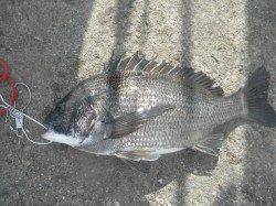 南港海釣り公園でアジ・チヌ・ガシラ