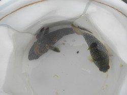 43cmを筆頭にチヌ3匹GET！南港海釣り公園