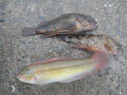 南港海釣り公園でガシラ&ベラ【あいにくの雨でした…】