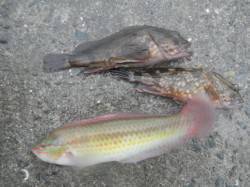 南港海釣り公園でガシラ&ベラ【あい…