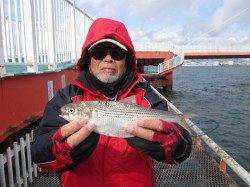 尼崎市魚つり公園、サビキ釣りでアジにコノシロ