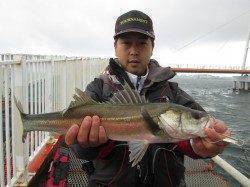 尼崎市魚つり公園、サビキ釣りでアジにコノシロ