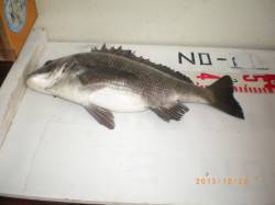 姫路市立遊漁センター　探り釣りでチヌ43c…