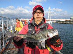 尼崎市魚つり公園　ウキ釣りでスズキ72cm　他ハネ・サッパも
