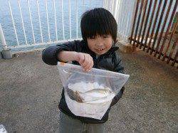 南港海釣り公園　アジ・ガシラなどの釣果