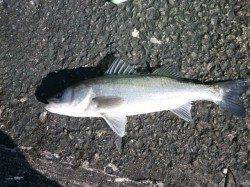 【釣り日和】南港海釣り公園でアジ・ガシラ