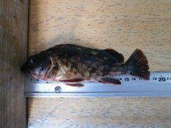 【釣り日和】南港海釣り公園でアジ・ガシラ