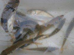 雨の大阪南港海釣り公園、サビキでアジ30匹