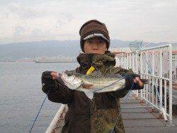 尼崎市魚つり公園、サビキで30cmの大型コノシロが釣れています