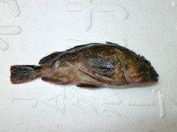 ウキサビキ釣りでサバにアジ　大阪南港海釣り公園