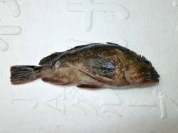 ウキサビキ釣りでサバにアジ　大阪南港海釣り…